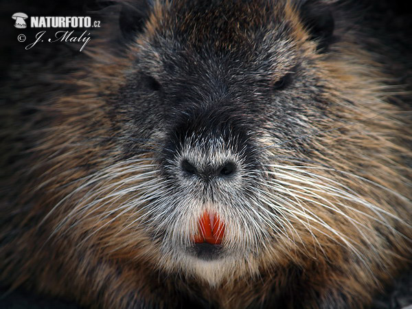 Nutria riečna (Myocastor coypus)