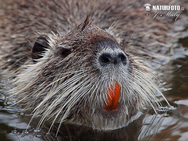 Nutria riečna (Myocastor coypus)