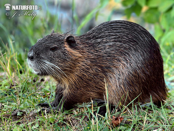 Nutria riečna (Myocastor coypus)