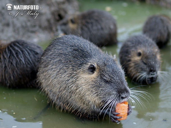 Nutria riečna (Myocastor coypus)