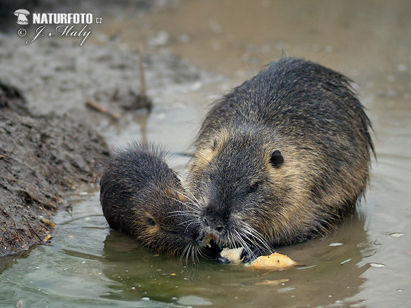 Nutria riečna (Myocastor coypus)