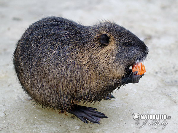 Nutria riečna (Myocastor coypus)