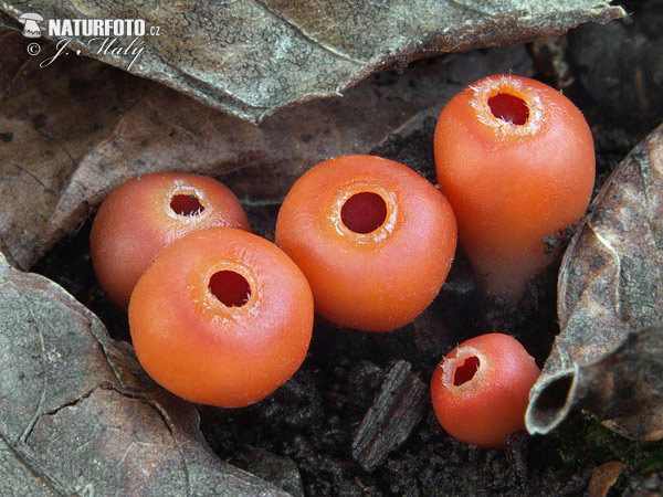 ohnivček zimný (Microstoma protractum)