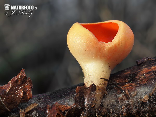 ohnivec rakúsky žltý (Sarcoscypha austriaca var. lutea)