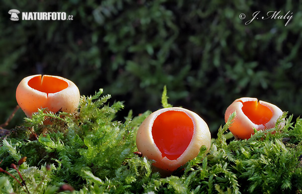 ohnivec rakúsky žltý (Sarcoscypha austriaca var. lutea)