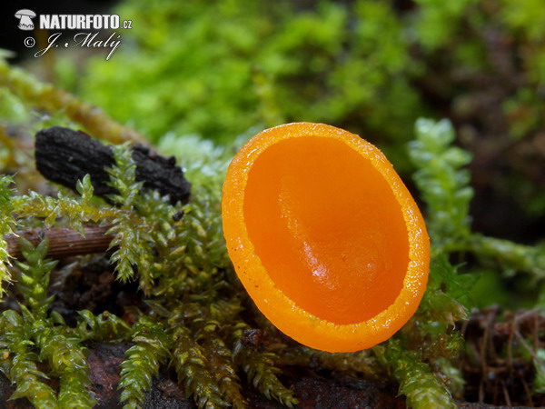 ohnivec šarlátový - oranžová forma (Sarcoscypha coccinea var. aurantiaca)