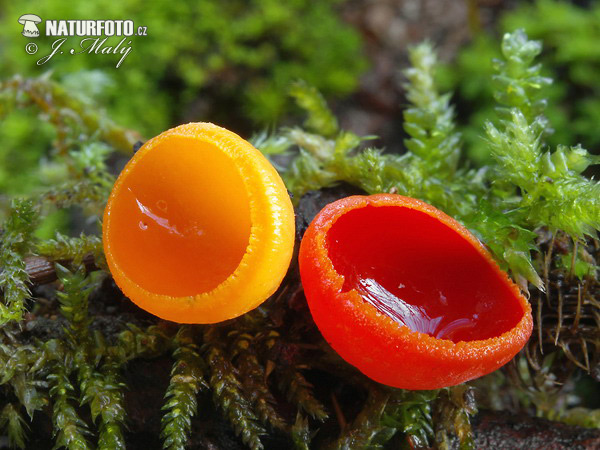 ohnivec šarlátový (Sarcoscypha coccinea)