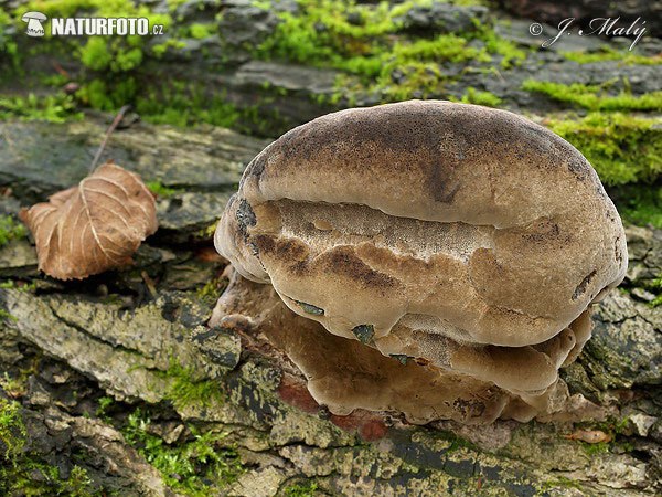 ohňovec bližšie neurčený (Phellinus sp.)