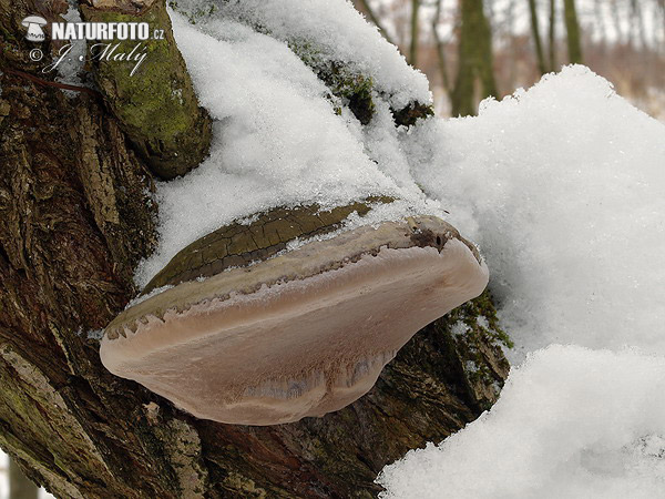 ohňovec obyčajný (Phellinus igniarius)