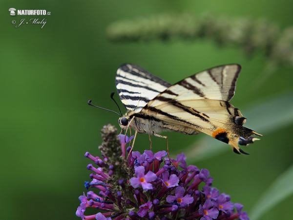 Otakárek ovocný (Iphiclides podalirius)