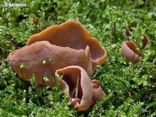 ouško zaječí (Otidea leporina)