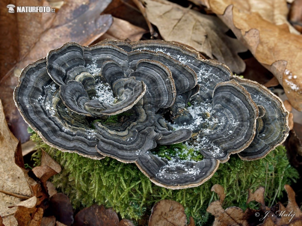 outkovka pestrá (Trametes versicolor)