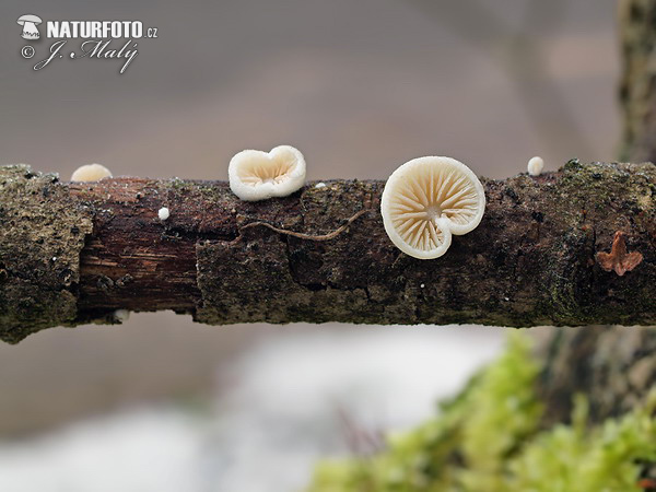 pahliva Cesatiho (Crepidotus cesatii var. cesatii)