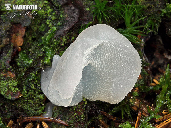 pajelenka želatínová (Pseudohydnum gelatinosum)