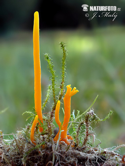 pakonárovka žltooranžová (Clavulinopsis helvola)