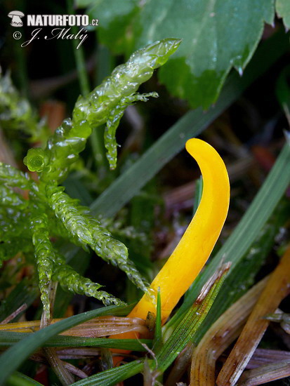 pakonárovka žltooranžová (Clavulinopsis helvola)