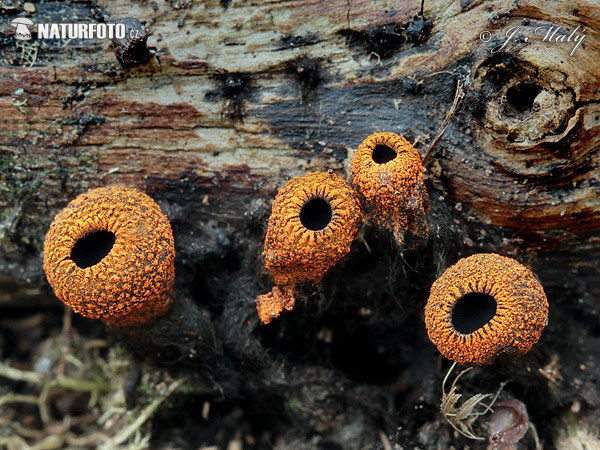 pakorienkovka čierna (Plectania melastoma)