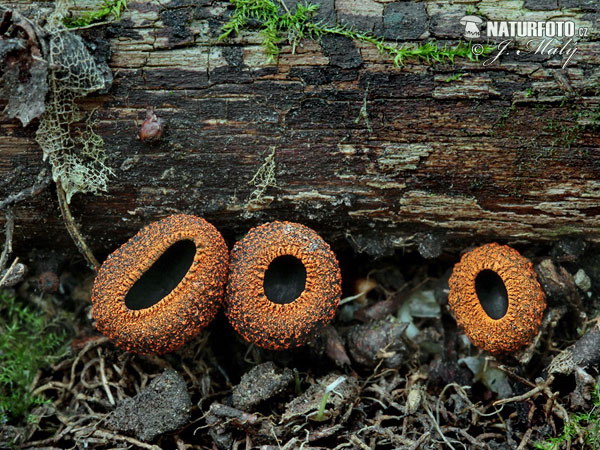 pakorienkovka čierna (Plectania melastoma)