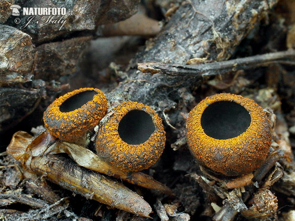 pakorienkovka čierna (Plectania melastoma)