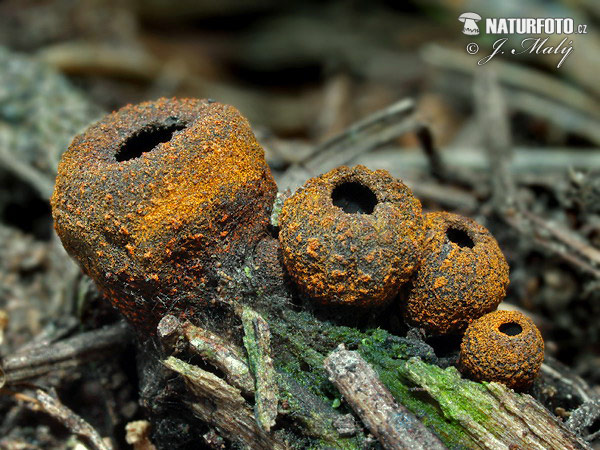 pakorienkovka čierna (Plectania melastoma)