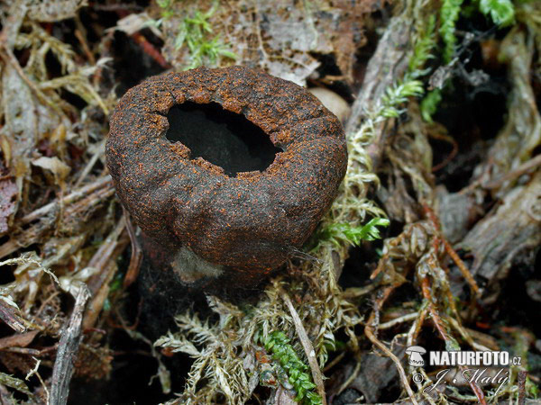 pakorienkovka čierna (Plectania melastoma)