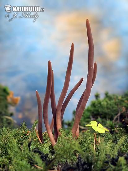 pakyjačik purpurový (Alloclavaria purpurea)