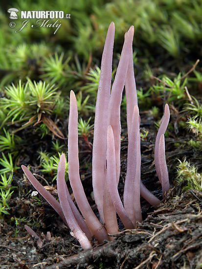 pakyjačik purpurový (Alloclavaria purpurea)