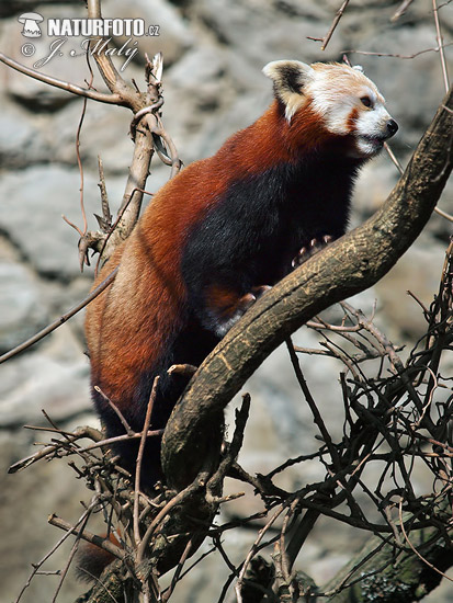 Panda červená (Ailurus fulgens)