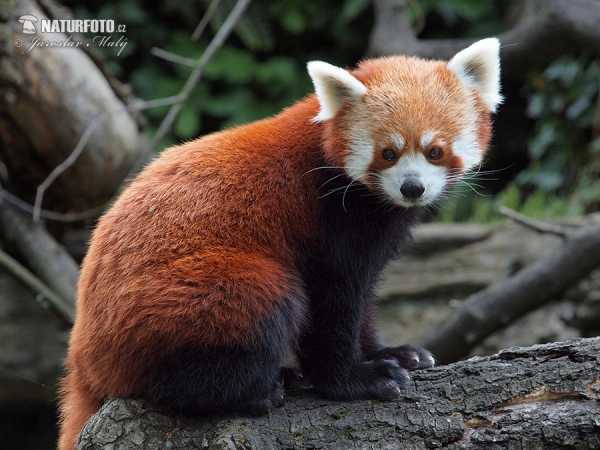 Panda červená (Ailurus fulgens)