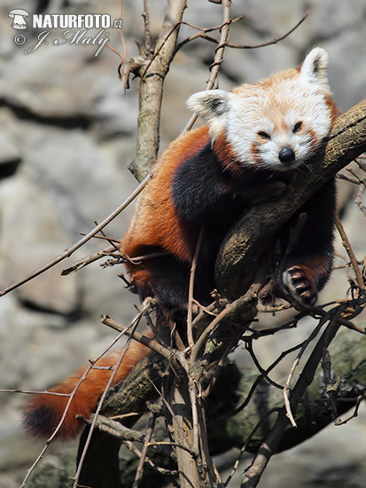 Panda červená (Ailurus fulgens)