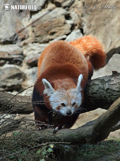 Panda červená (Ailurus fulgens)