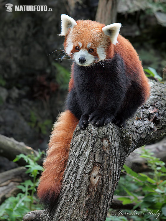 Panda červená (Ailurus fulgens)