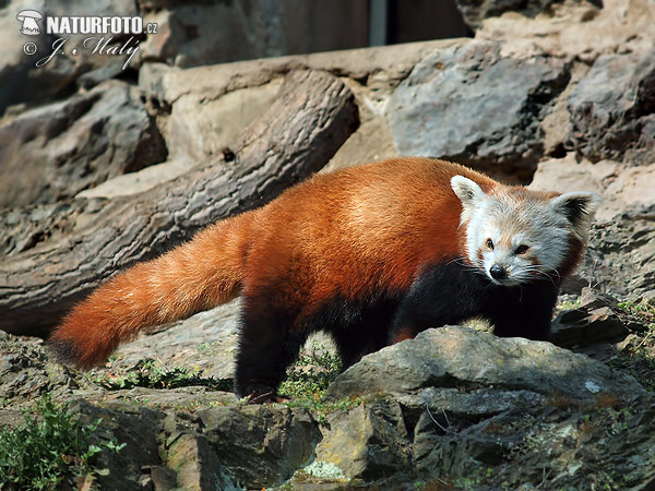 Panda červená (Ailurus fulgens)