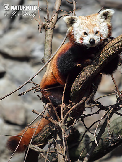 Panda červená (Ailurus fulgens)