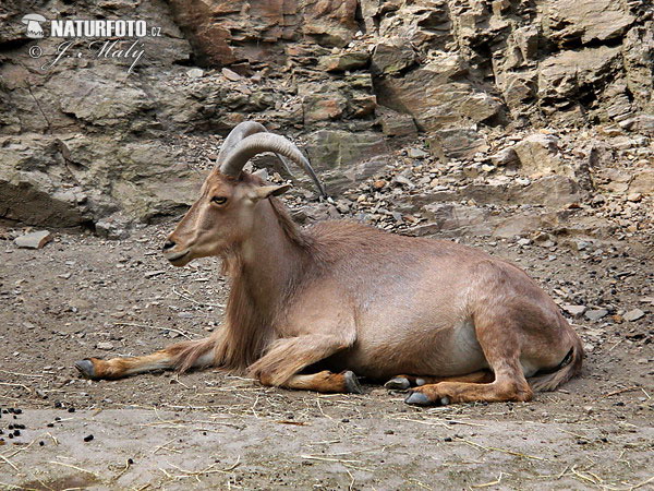 Paovca hrivnatá (Ammotragus lervia)