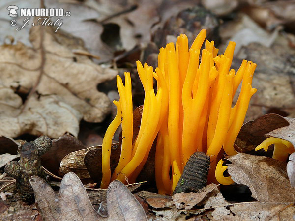 parôžkovec lepkavý (Calocera viscosa)