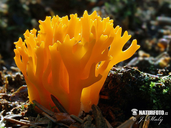 parôžkovec lepkavý (Calocera viscosa)