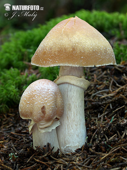 pašupinovka obyčajná (Cortinarius caperatus)