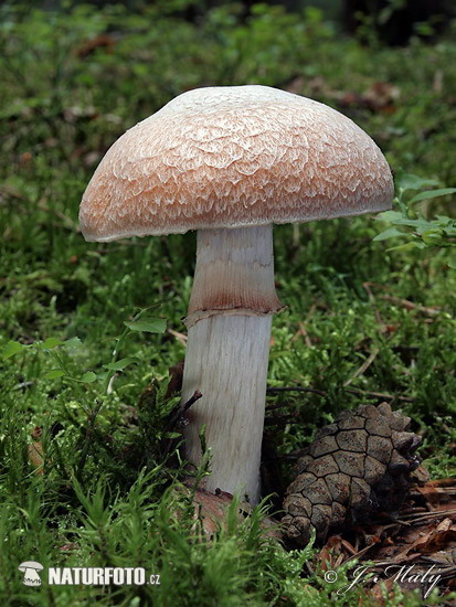 pašupinovka obyčajná (Cortinarius caperatus)