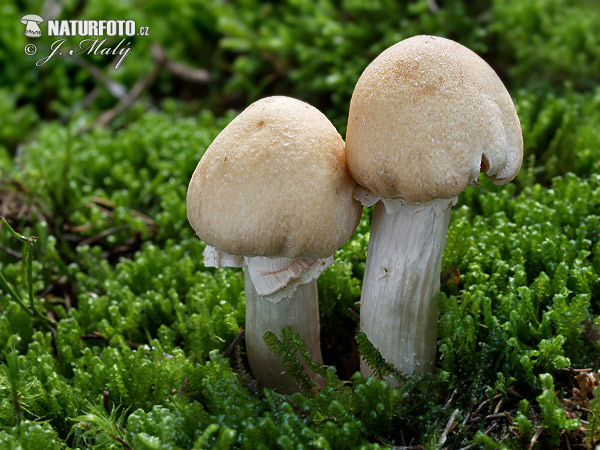 pašupinovka obyčajná (Cortinarius caperatus)