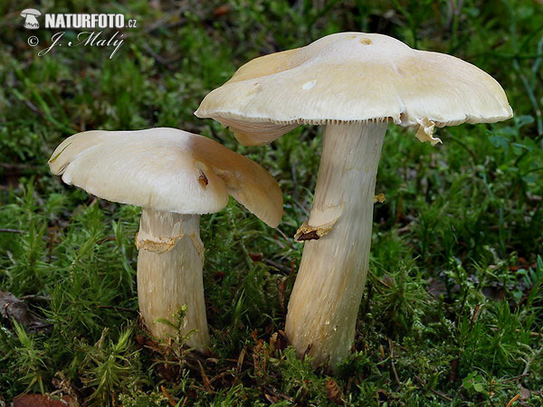 pašupinovka obyčajná (Cortinarius caperatus)