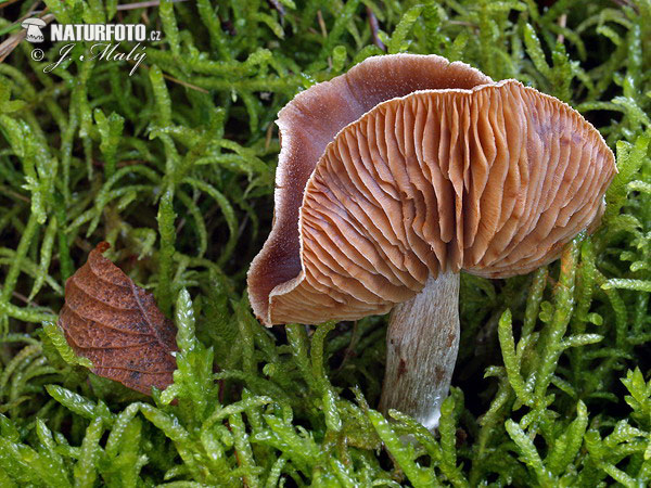 pavučinovec bližšie neurčený (Cortinarius sp.)