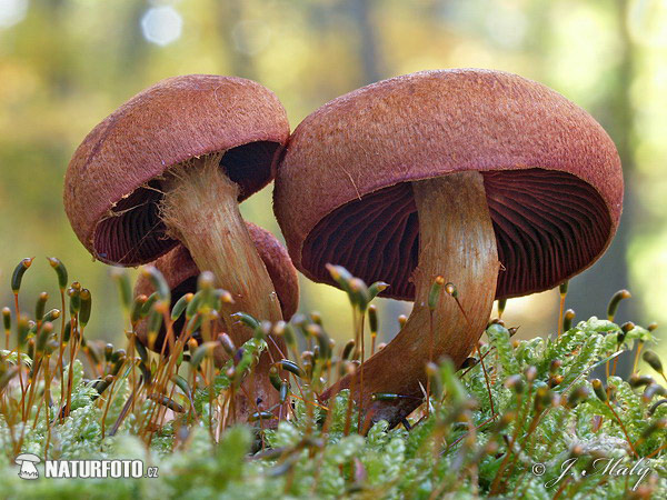 pavučinovec bližšie neurčený (Cortinarius sp.)