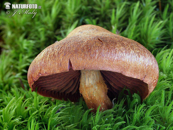 pavučinovec bližšie neurčený (Cortinarius sp.)