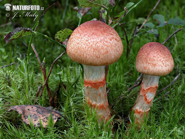 pavučinovec červenopásový (Cortinarius armillatus)