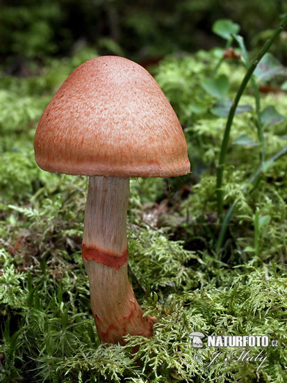 pavučinovec červenopásový (Cortinarius armillatus)