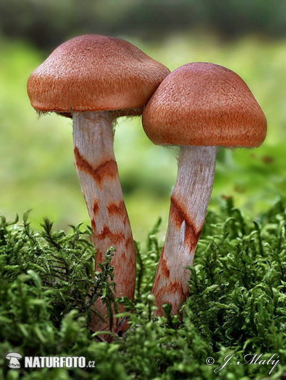 pavučinovec červenopásový (Cortinarius armillatus)