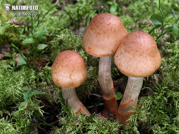 pavučinovec červenopásový (Cortinarius armillatus)