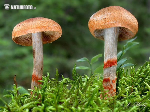 pavučinovec červenopásový (Cortinarius armillatus)