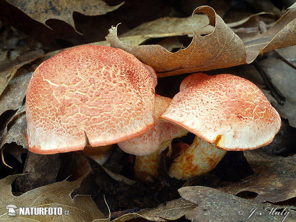 pavučinovec červenošupinkatý (Cortinarius bolaris)